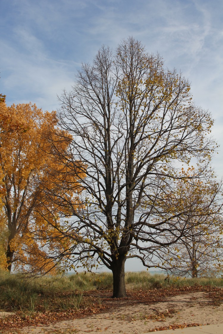 Gillson Park Beach, Wilmette .. Linden ready for Winter